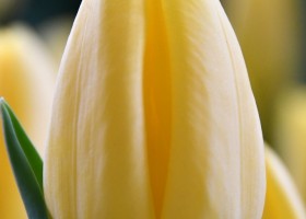 Tulipa Avocado ® (3)